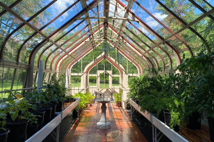 Inside a Victorian Greenhouse