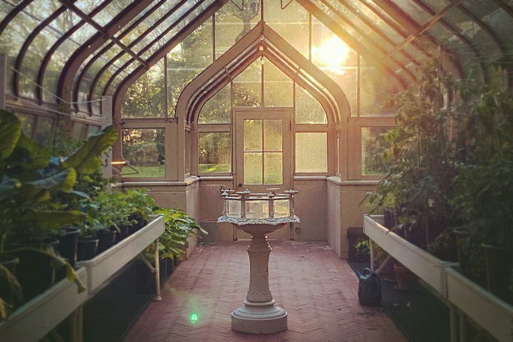 the interior of a 19th century greenhouse