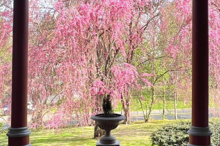 A cascade of weeping cherry blossoms framed by the porch