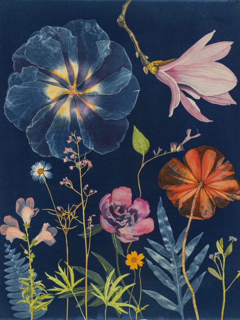 JuliaWhitneyBarnes_OctagonHouse3_20x16 A cyanotype print of flowers with gauche and watercolor