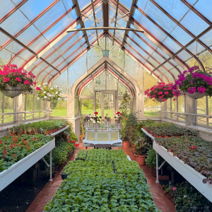 Greenhouse with rows of plants and hanging flowers.
