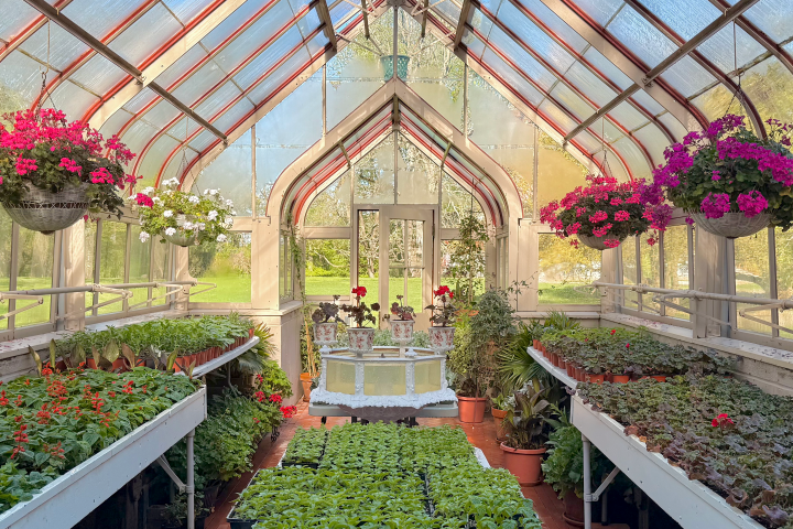 Greenhouse with rows of plants and hanging flowers.